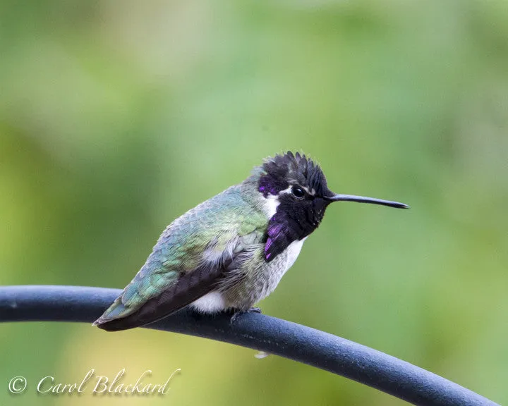 Costa Hummingbird, male, with blackish gorget, California