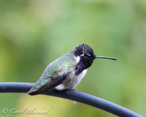 Costa Hummingbird, male, with blackish gorget, California
