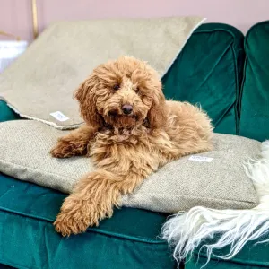 Stone Tweed Pillow Dog Beds